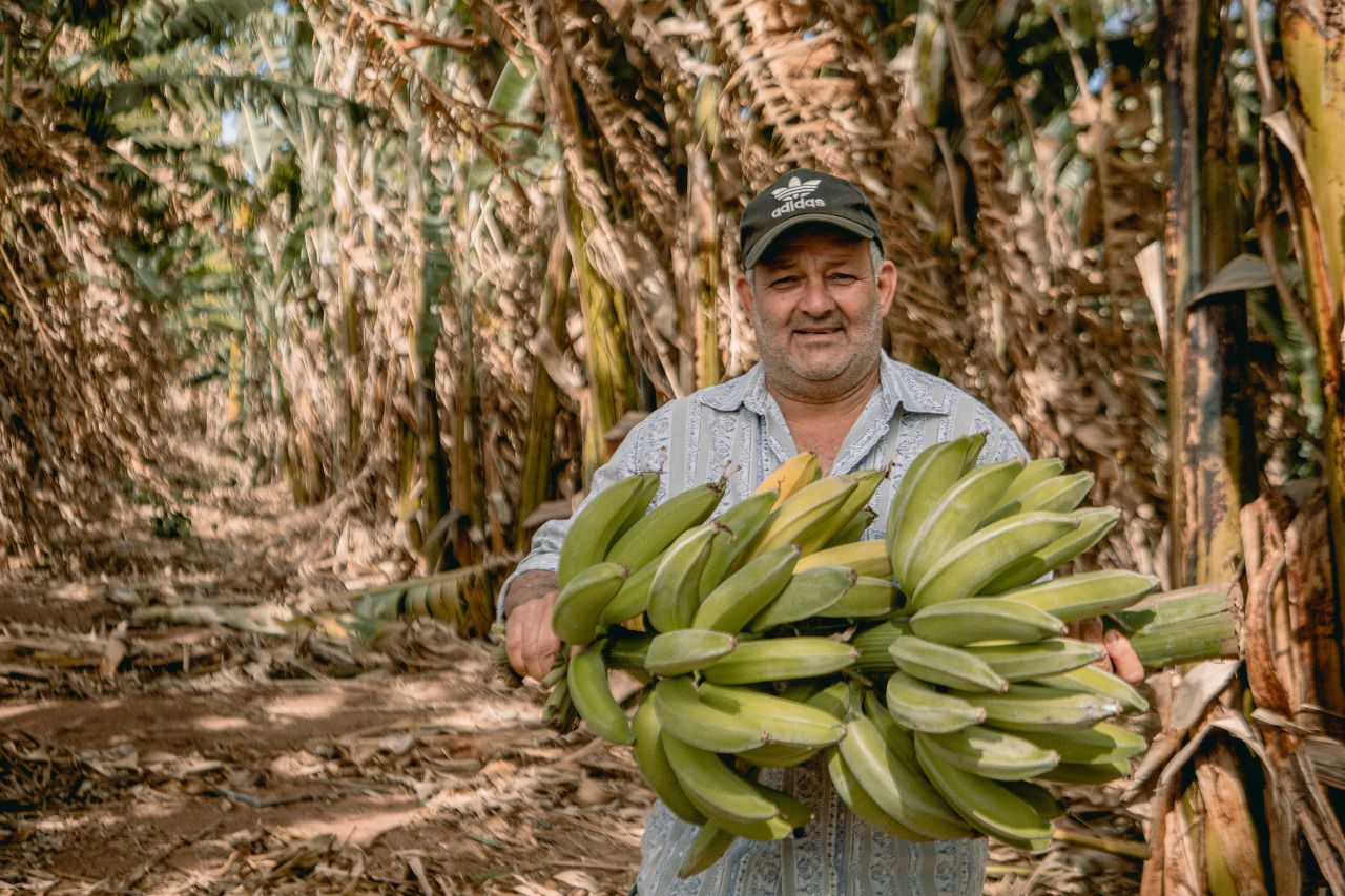 banana economia